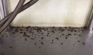 下水道小飞虫怎么消灭小窍门 厨房下水道小飞虫怎么消灭小窍门