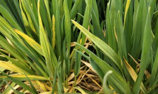 小麦拔节期如何管理 小麦拔节期如何管理种子