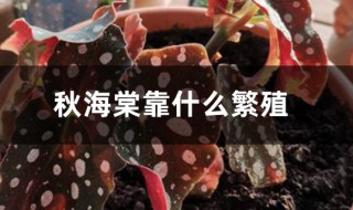 秋海棠用什么繁殖 秋海棠用什么繁殖后代甘薯用什么繁殖后代