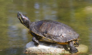 十大不建议养的乌龟有哪些（十大不建议养的乌龟有哪些图片）