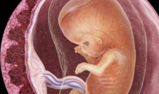 胎盘前壁是什么意思 孕妇胎盘前壁是什么意思