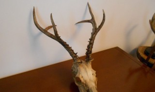 鹿角怎么吃 鹿角怎么吃效果最好