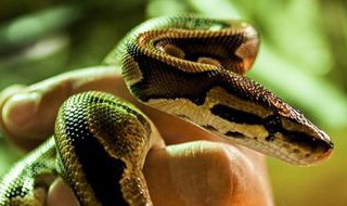 梦见杀蛇是什么意思 梦见杀蛇是什么意思 周公解梦