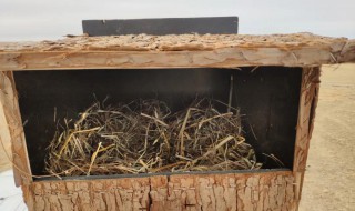 蚂蚁森林人工鸟巢有什么作用 蚂蚁森林发现鸟巢