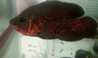 地图怎么养 地图怎么养好