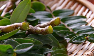 干铁皮石斛花怎么存放（干铁皮石斛花的保存方法）