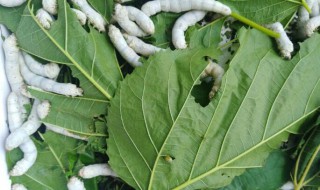 五龄蚕九天了都不吐丝怎么办（五龄蚕都十天了还不结茧）