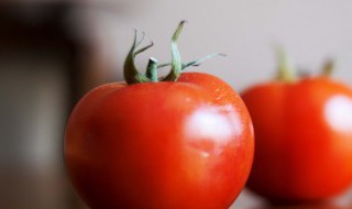 西红柿秧子叶黄是怎么回事（西红柿秧子叶黄是怎么回事儿）