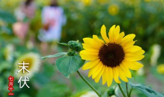 初伏中伏末伏哪个最热哪个凉快（早伏中伏晚伏哪个最热）