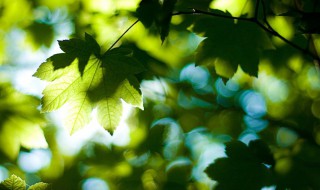 2021年初伏是几月几号（2021年初伏是几月几号?）