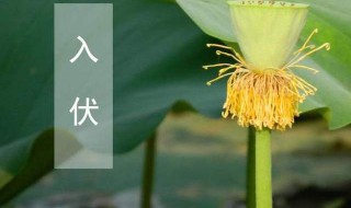 初伏中伏末伏是什么意思 初伏是什么意思?