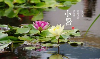 2021小暑节气特点介绍（2021年小暑气候特征）