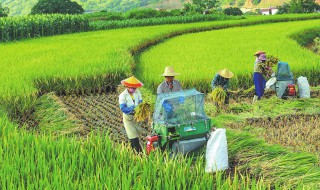 暑农事有什么需要注意 小暑可以进行农事活动有什么