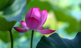 什么是头伏 什么是头伏天