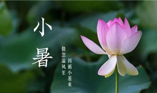 小暑节气应该注意什么（小暑节气应该注意什么事项）