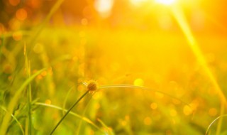 夏至入伏是怎么计算的 夏至是入伏的开始吗 三伏天怎么算