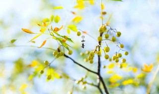 小暑天下雨好还是不好 小暑天下雨好吗