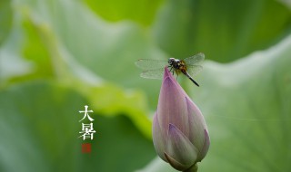 节气大暑一共多少天（这一年的大暑节气是几月几日）