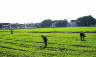 2021年大暑农事注意事项 2021年大暑农事注意事项是什么