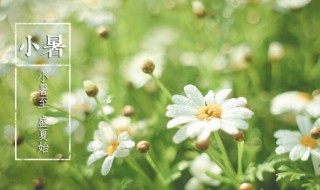 大暑小暑哪个在前 大暑和处暑哪个在前