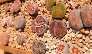 生石花蜕皮怎么养护?（生石花蜕皮怎么养护视频）