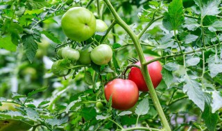 西红柿开花结果期怎么施肥和管理? 西红柿开花结果后什么时间追肥