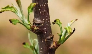 苹果树怎么修剪枝条? 冬季苹果树怎么修剪枝条