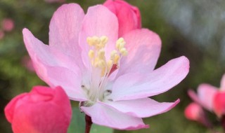 如何判断海棠花死没死? 海棠开完花就死了