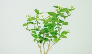 网购回来的茉莉花怎么种?（茉莉花买回来怎么栽）