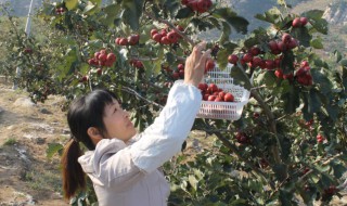 红果树怎么种植?（红果树怎么种植视频）