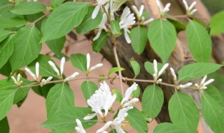 金银花枯黄落叶了怎么办? 金银花叶子黄脱落怎么办