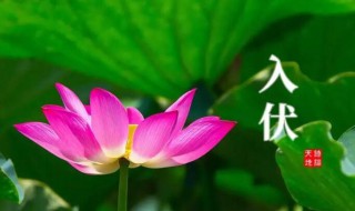 小暑是入伏的开始吗（小暑是进伏吗?）