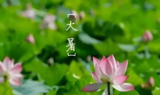 大暑节气四种养生菜可口又健康 大暑节气菜品