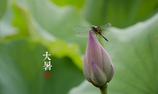 大暑祝福的话语 大暑祝福的话语有哪些