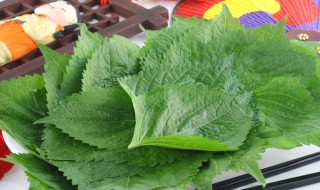 苏子叶我们中国叫什么（苏子叶的由来）