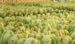 中国的榴莲之乡在哪里 榴莲之乡在哪里啊