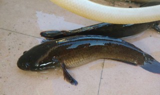 黑鱼是发物吗 鲫鱼是发物吗