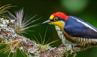 啄木鸟的美称 啄木鸟的美称(至少3个