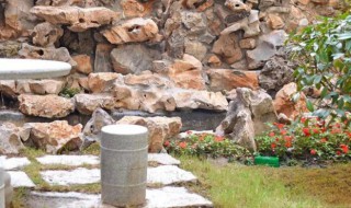 橘井泉香是指什么（橘井泉香是指什么动物）