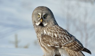 猫头鹰的美称（猫头鹰的美称的由来）