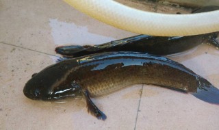 乌鱼是发物吗（乌鱼是发物吗有炎症能不能吃）