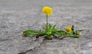 蒲公英的根能吃吗（新鲜蒲公英的根能吃吗）