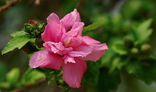 木槿花能吃吗（木槿花能吃吗(附木槿花的吃法）