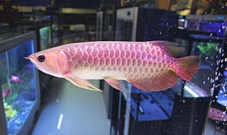 金龙鱼能吃吗（金龙鱼能吃吗z）