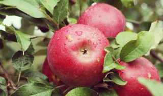 苹果氧化了还能吃吗 苹果氧化了还能吃吗有毒吗