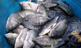 罗非鱼能吃吗 罗非鱼能吃吗吃了对身体有害吗