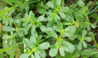 马齿笕能吃吗 马齿笕能吃吗?有什么好处吗