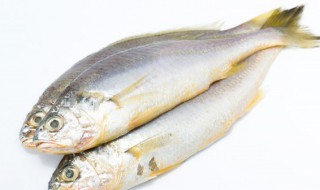 鱼死了还能吃吗 昂刺鱼死了还能吃吗