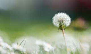 蒲公英花能吃吗（蒲公英花能吃吗?有什么作用药用价值?）