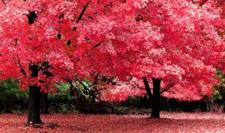 网购红枫树如何上盆 为什么院子里忌讳红枫